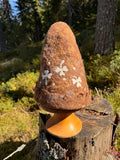 Apila